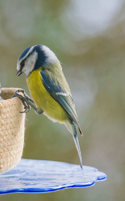 Лазоревка. - Sergey (Apg)