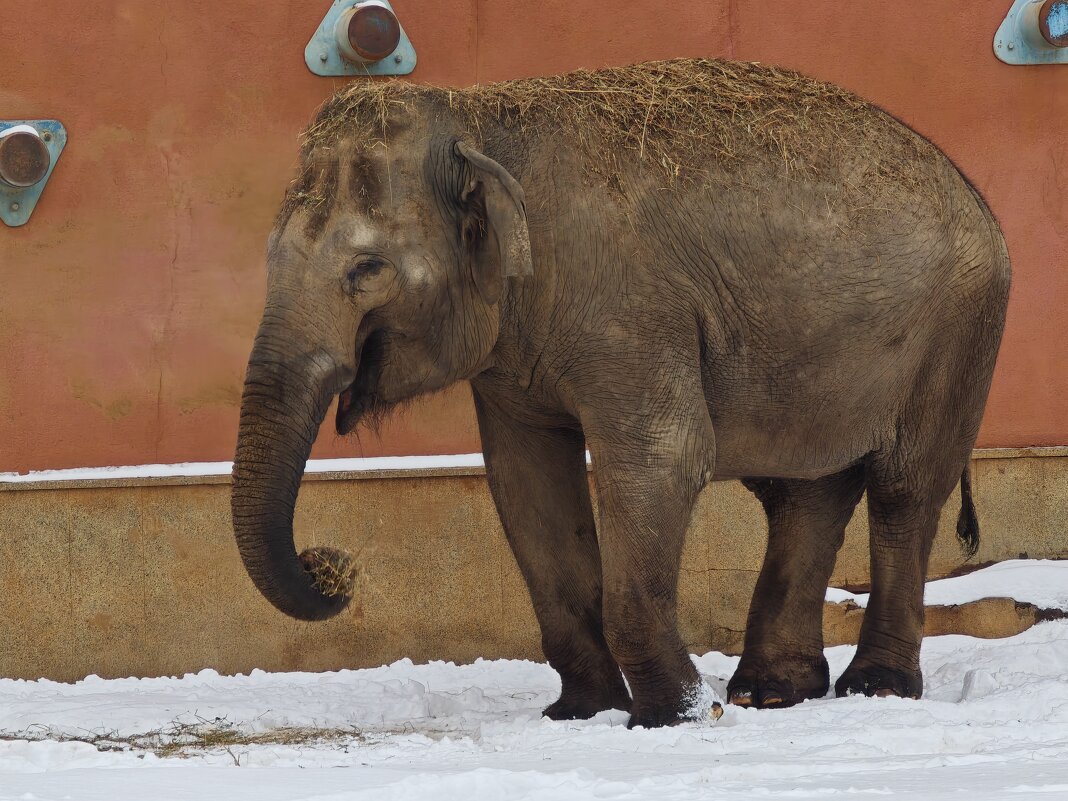 Слон - <<< Наташа >>> Слон - <<< Наташа >>>