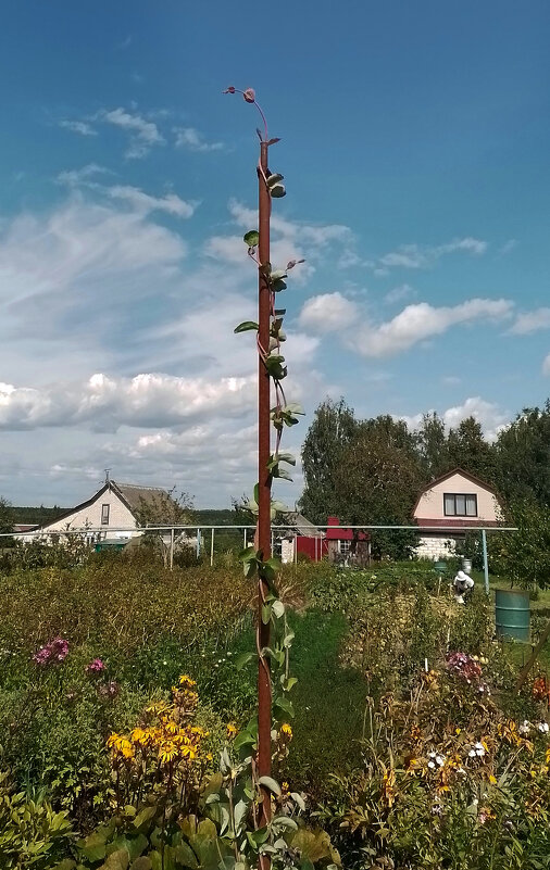 *** - Валентина Береснева