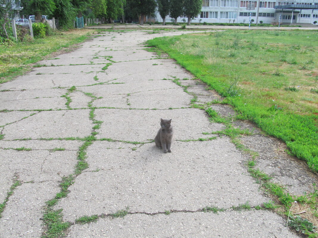 кошка гуляла с нами - Елена Шаламова