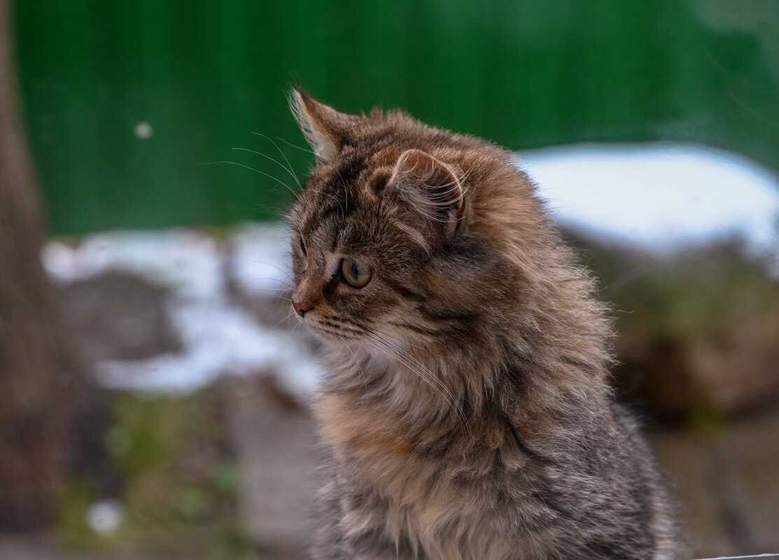 Кошачьи миры - Вадим 