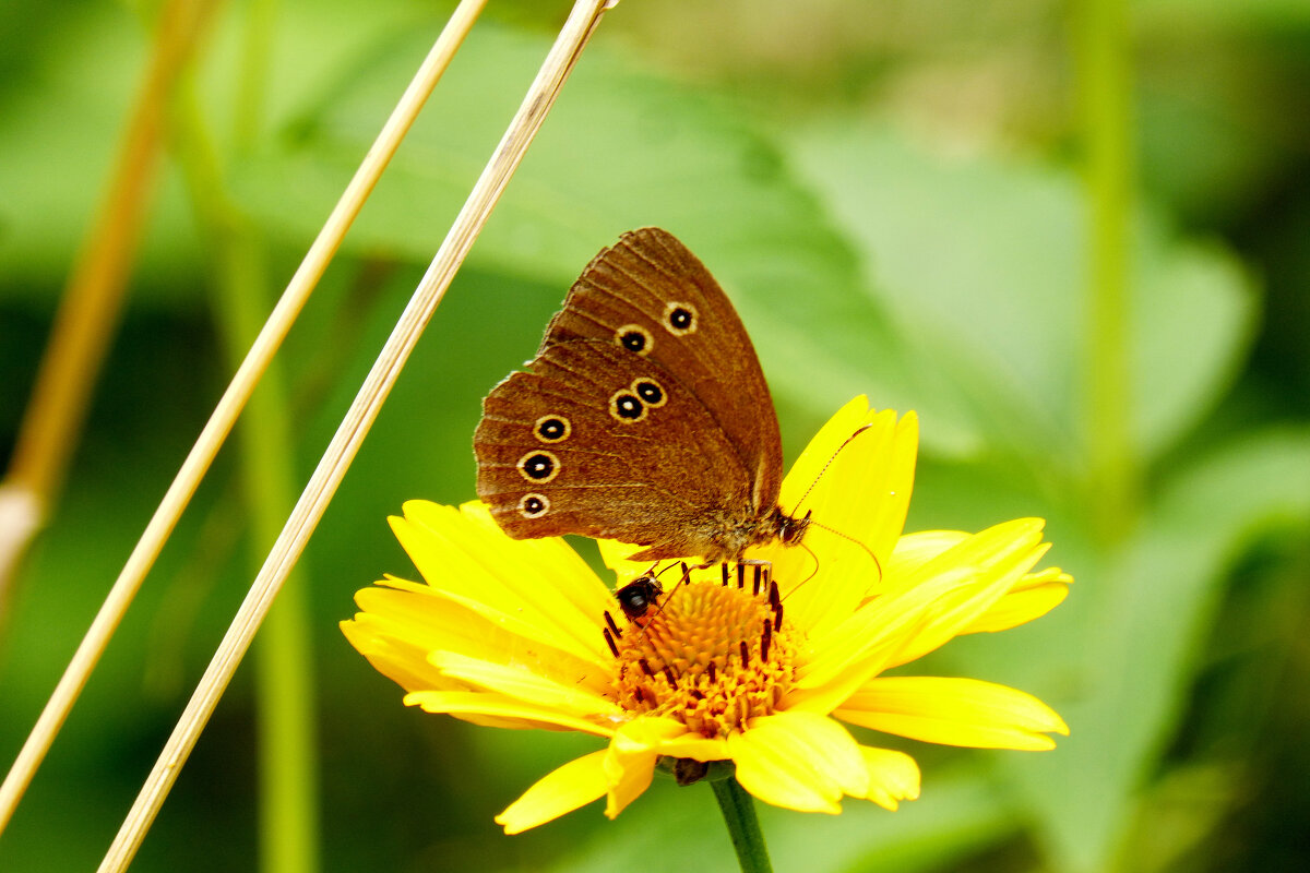опять про бабочек 57 - Александр Прокудин
