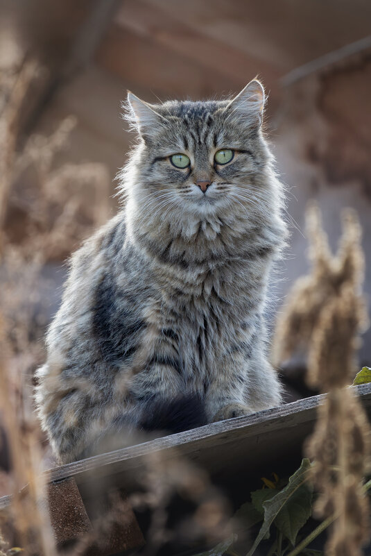 Уличный кот - Сергей Брюшинин