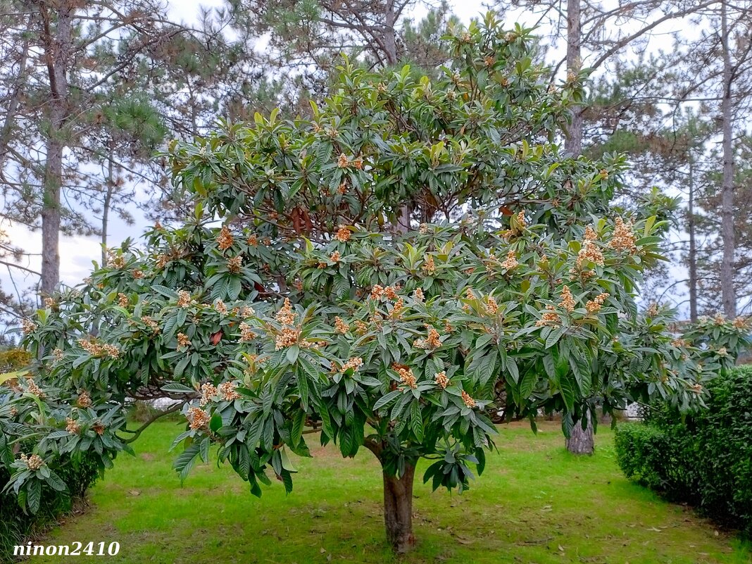 Адлер. Курортный городок... - Нина Бутко