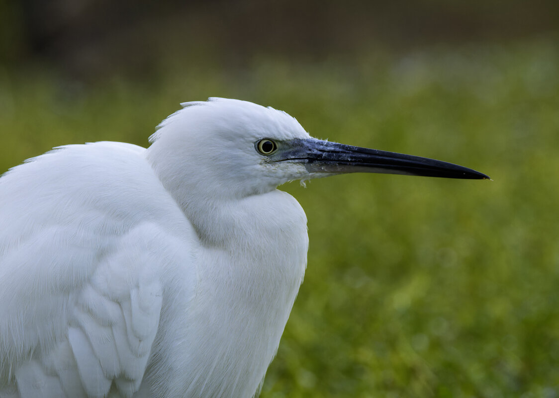 Малая белая цапля. - Alexander Amromin Малая белая цапля. - Alexander Amromin