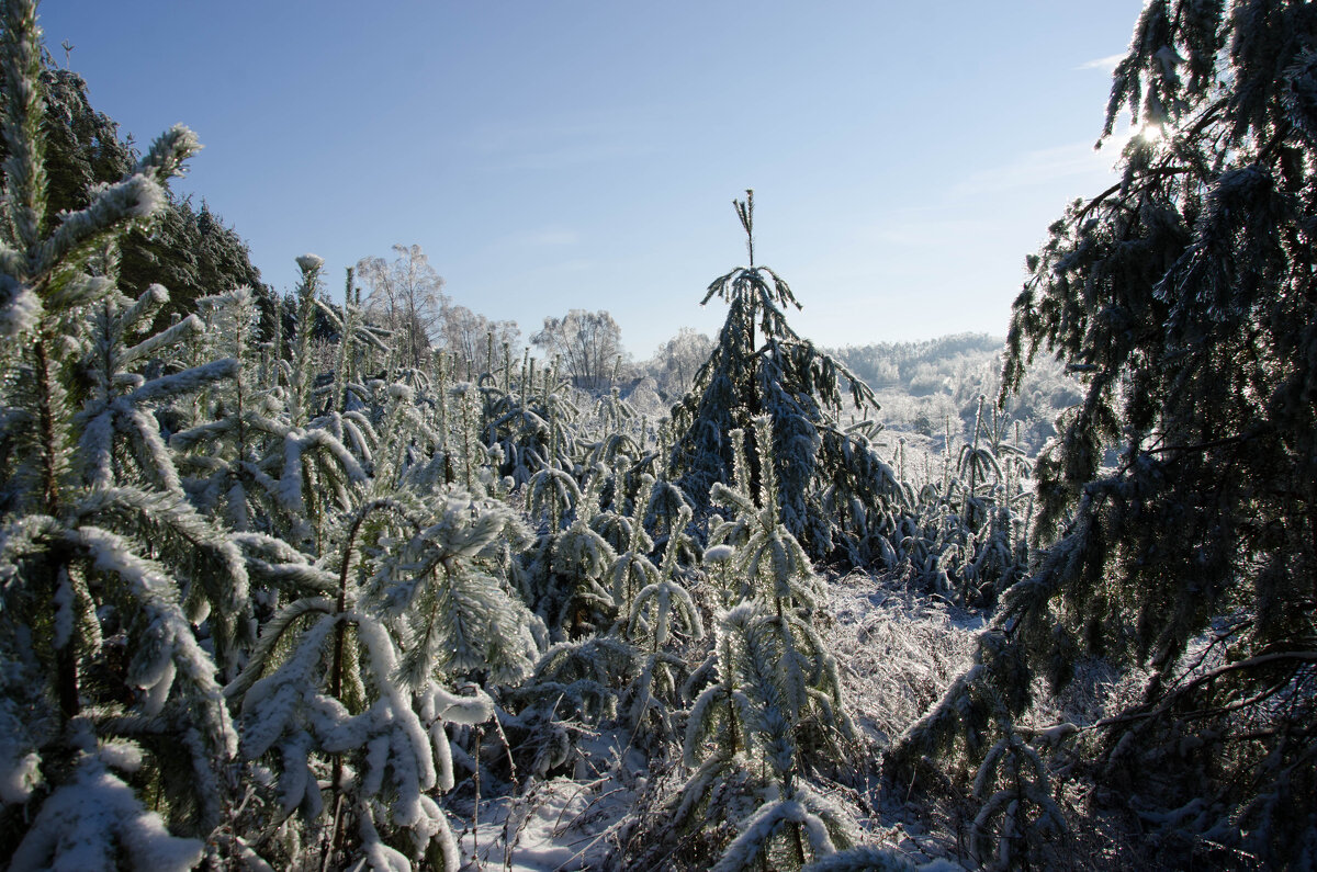 Начало зимы. - Михаил Колосов Начало зимы. - Михаил Колосов