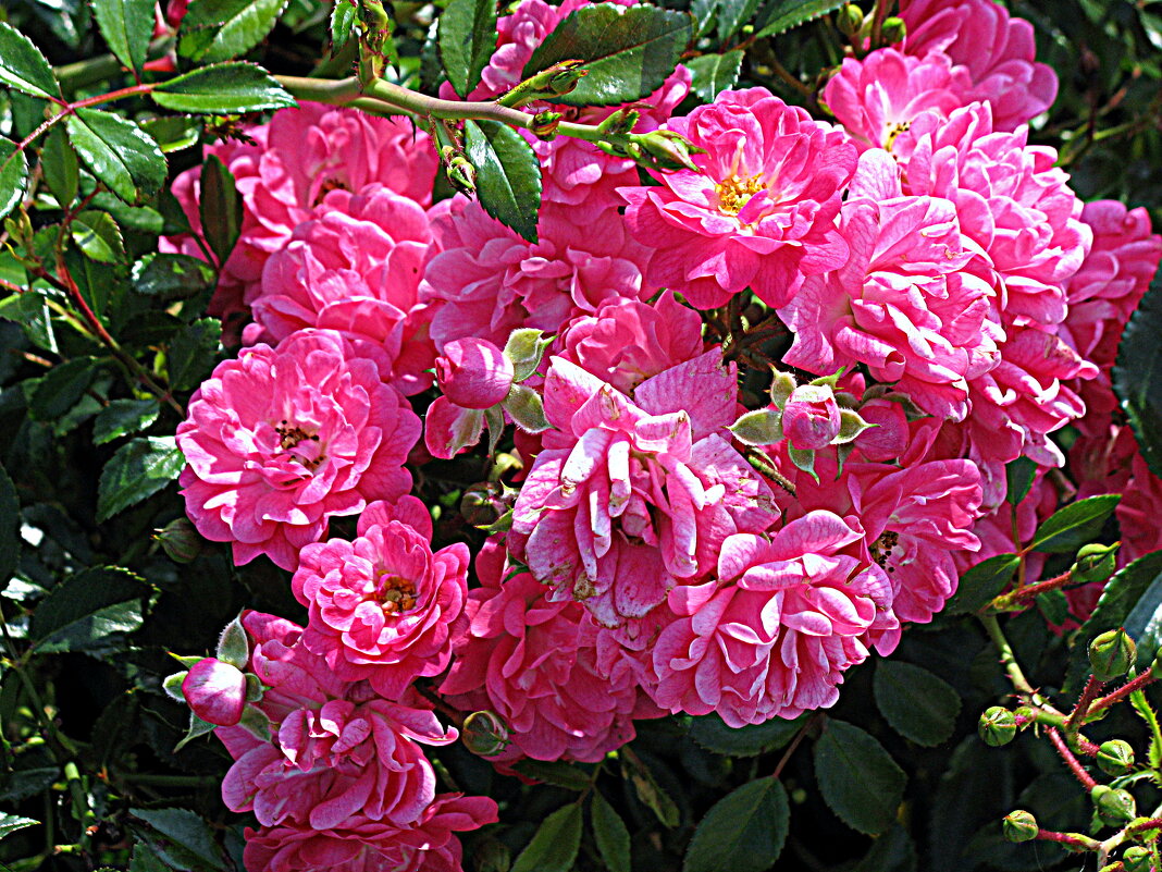 Лето. - Владимир Драгунский