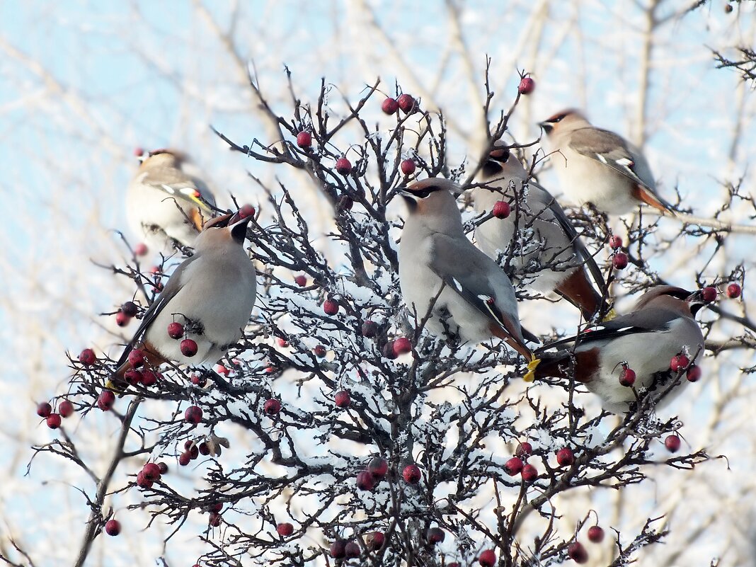 Свиристели - Зоя Мишина Свиристели - Зоя Мишина