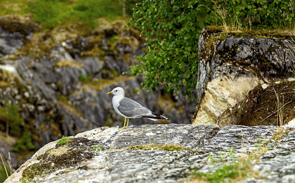 *** - Николай Климович