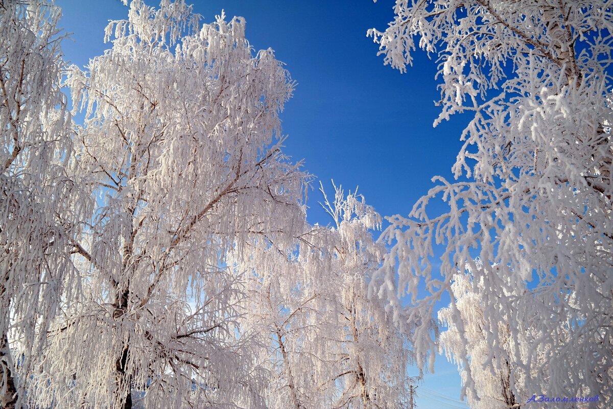 И стоят берёзы в зимнем серебре... - Андрей Заломленков И стоят берёзы в зимнем серебре... - Андрей Заломленков