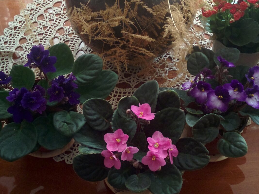 Фиалки - Светлана Хращевская Фиалки - Светлана Хращевская