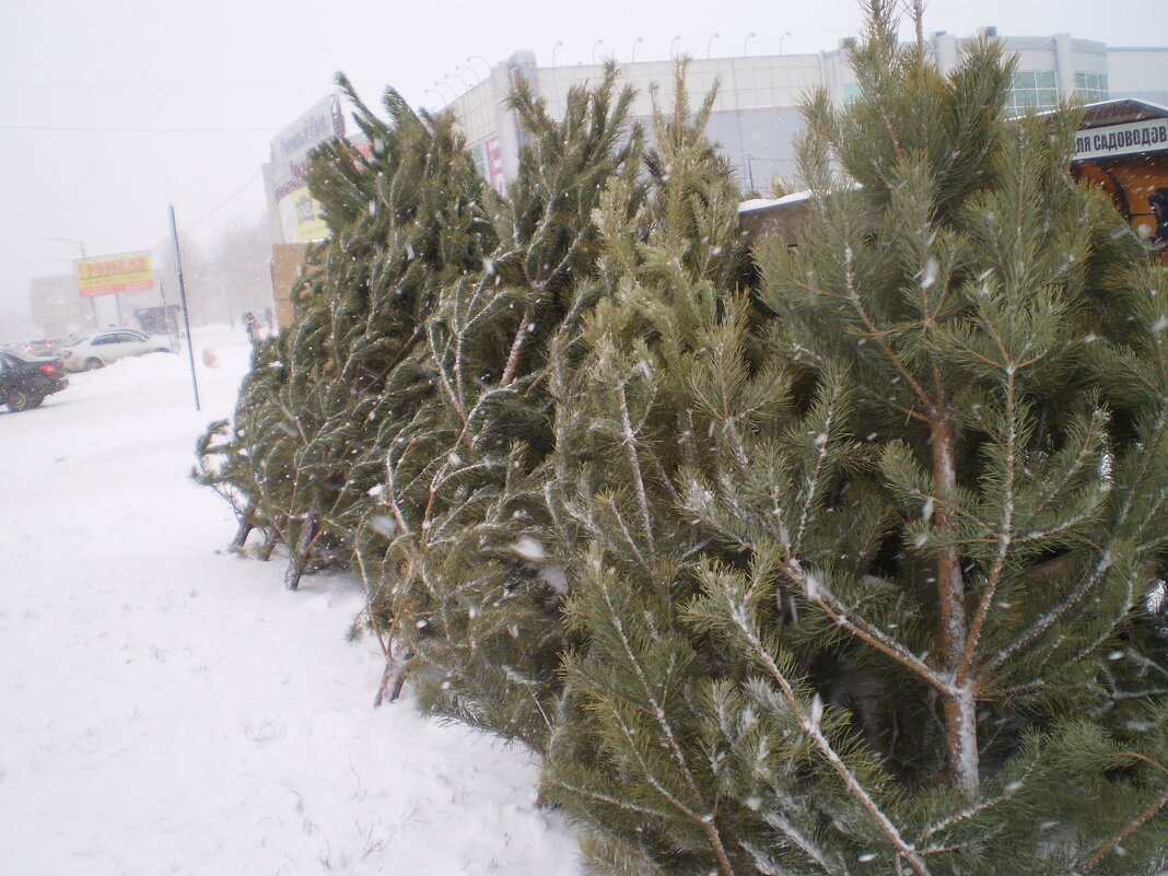 Декабрь . - Венера Чуйкова