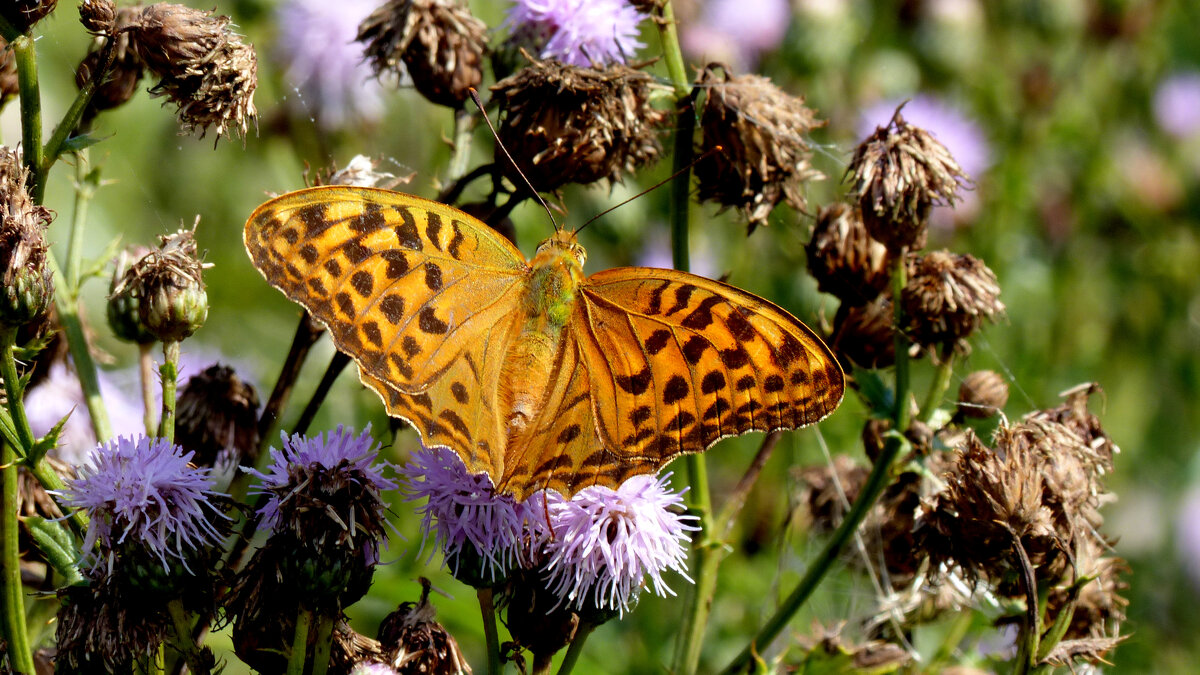 опять про бабочек 79 - Александр Прокудин опять про бабочек 79 - Александр Прокудин