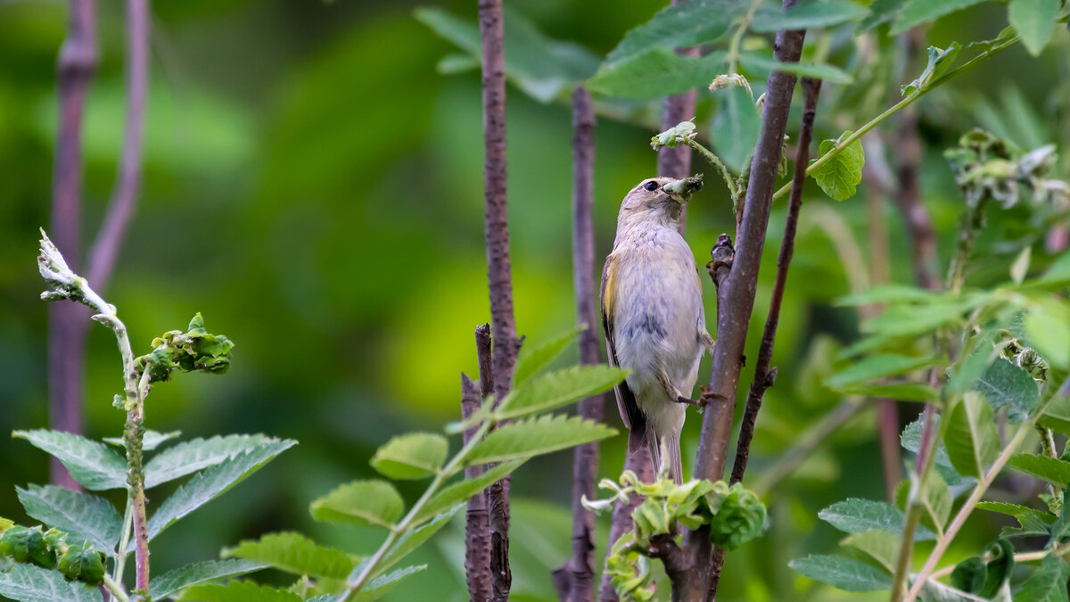 Молодая пеночка (предположительно) - Владимир Лазарев Молодая пеночка (предположительно) - Владимир Лазарев