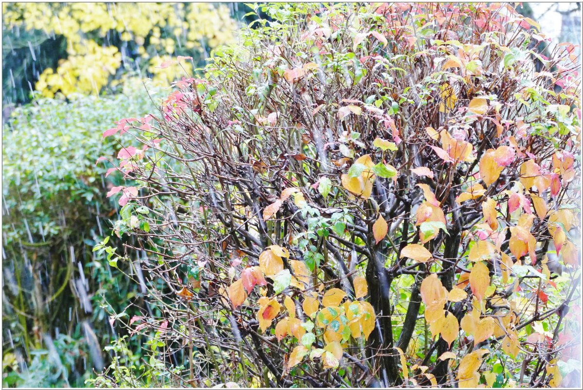 ОСЕНЬ... - Elvira E. 