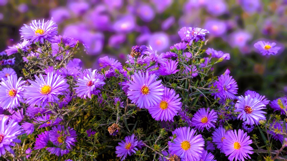 Осенние астры - Hope Осенние астры - Hope