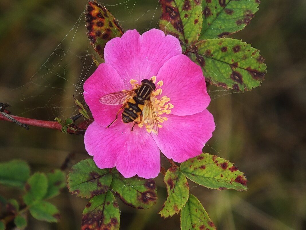 ** - Зоя Мишина