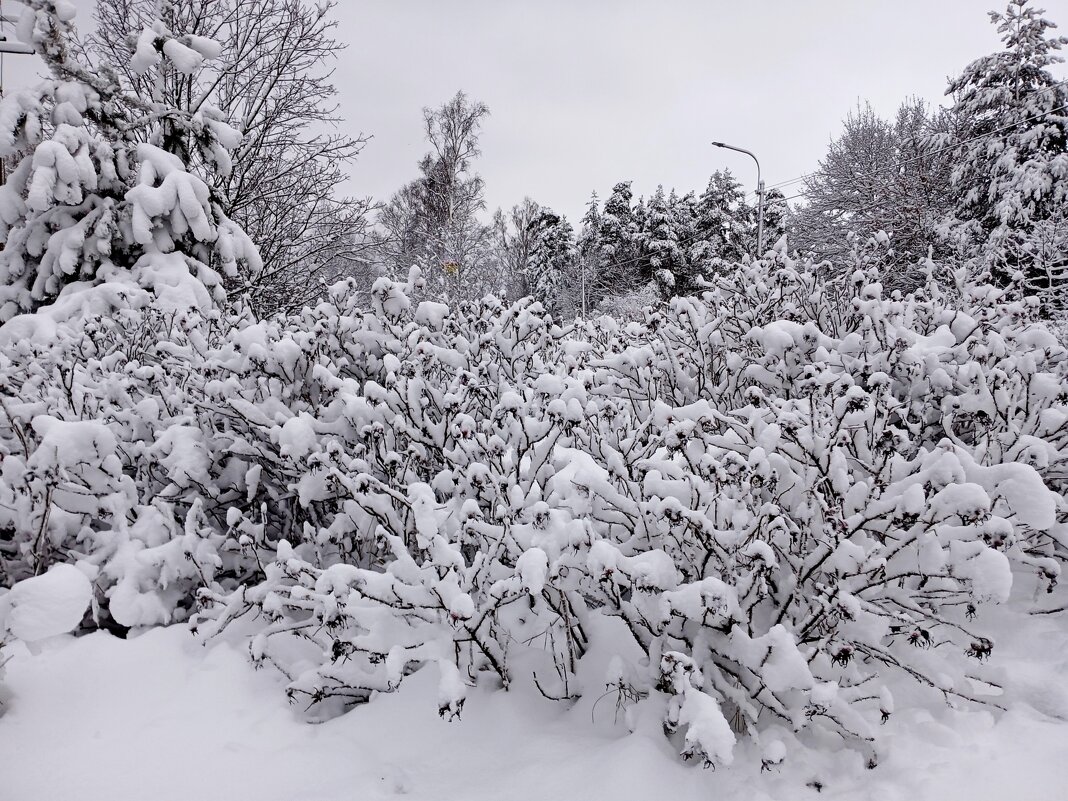 Зимняя картинка. - Лия ☼ Зимняя картинка. - Лия ☼