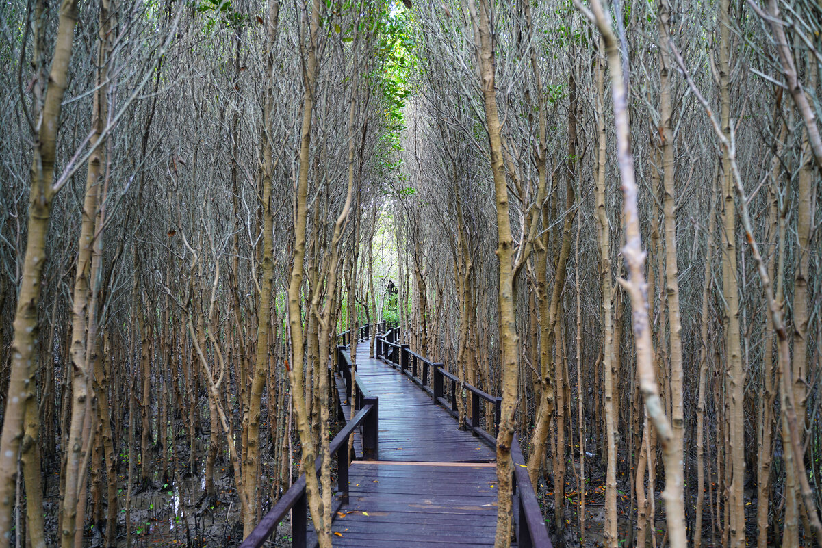 Мангровый лес в Пранбури (Pranburi Forest Park) - Иван Литвинов