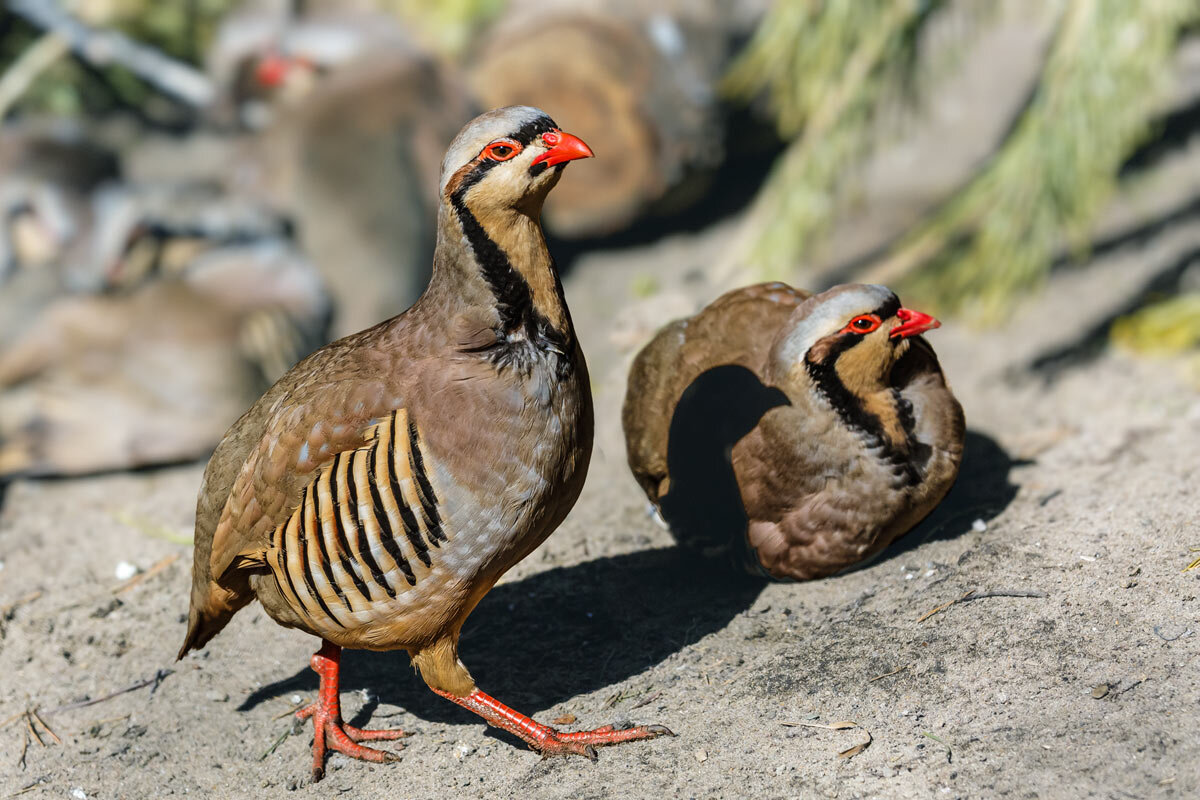 Кеклик - SanSan 