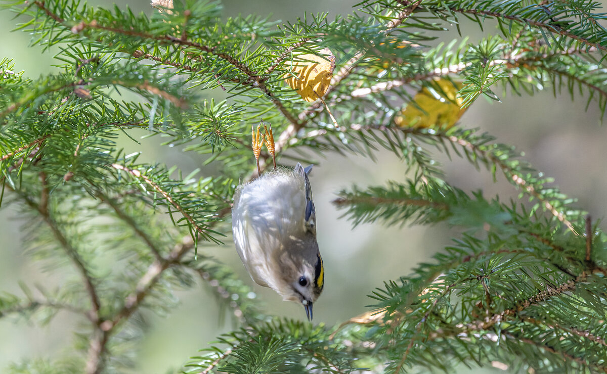 желтоголовый королек - юрий макаров желтоголовый королек - юрий макаров