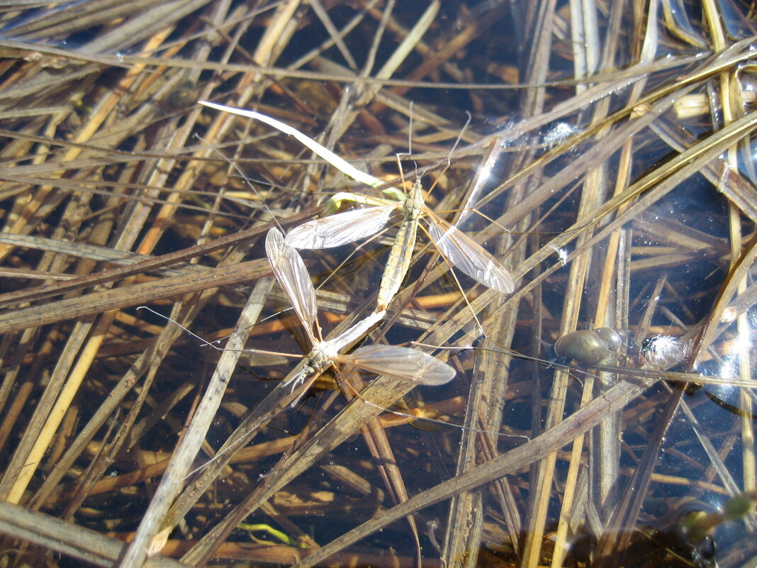 Долгоножки - Anna Ivanova Долгоножки - Anna Ivanova