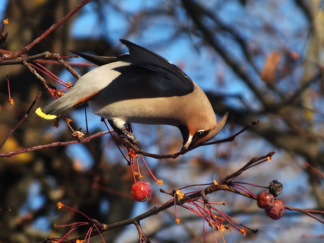 Свиристель - Зоя Мишина Свиристель - Зоя Мишина
