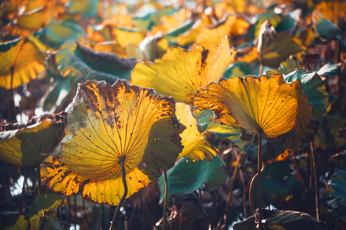 Осенние лотосы - Дмитрий 