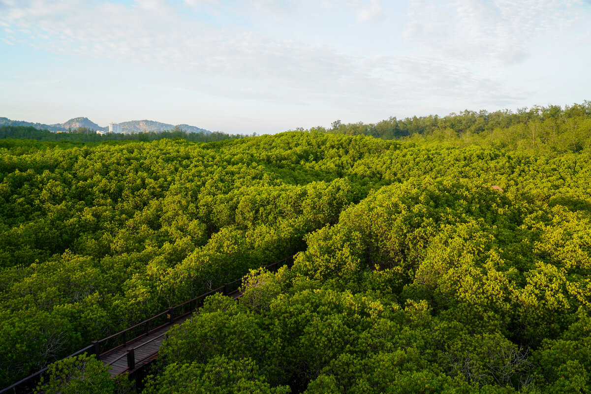 Мангровый лес в Пранбури (Pranburi Forest Park) - Иван Литвинов