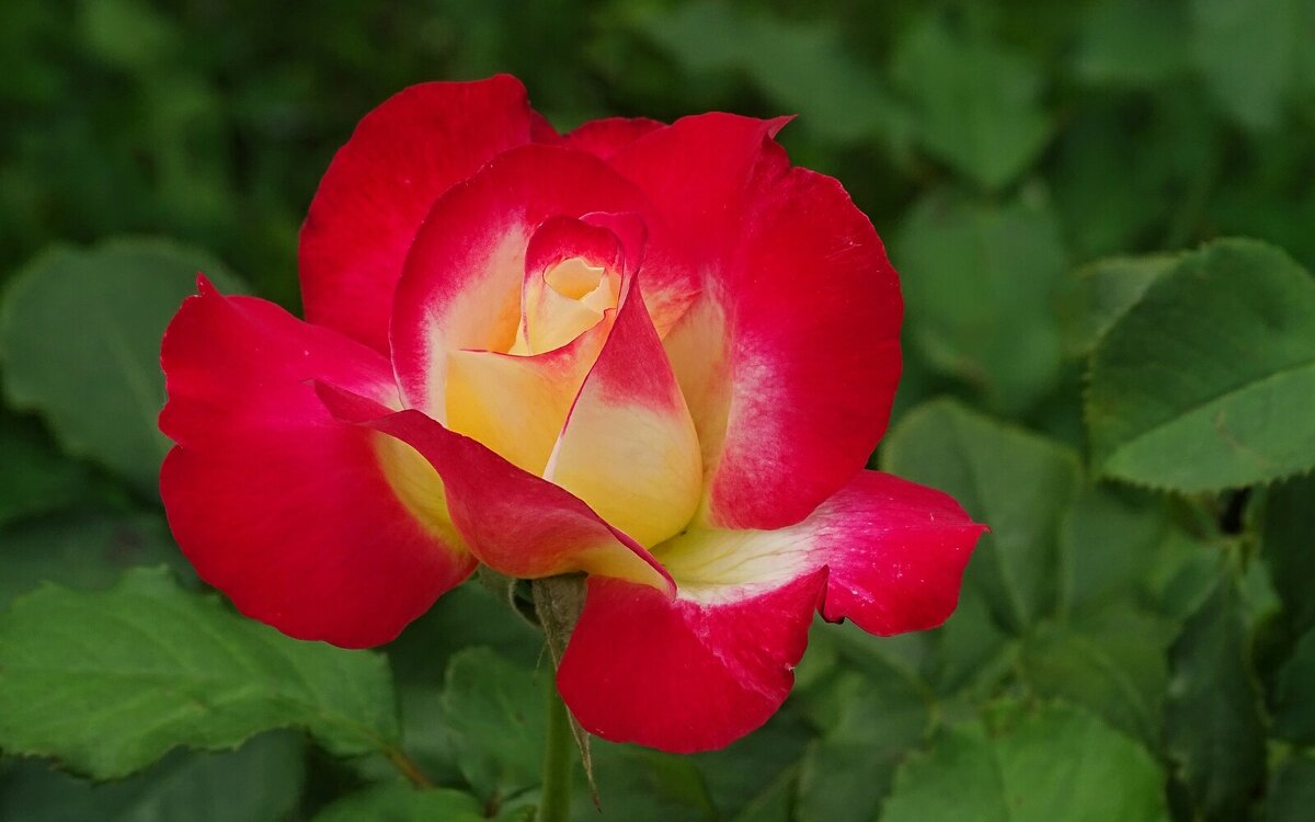 Зимой о цветах - Милешкин Владимир Алексеевич Зимой о цветах - Милешкин Владимир Алексеевич