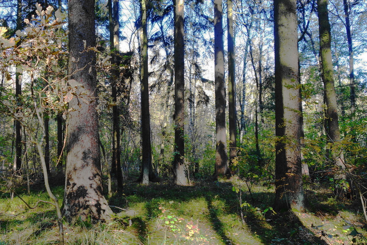 Лесные зарисовки - Рита Симонова