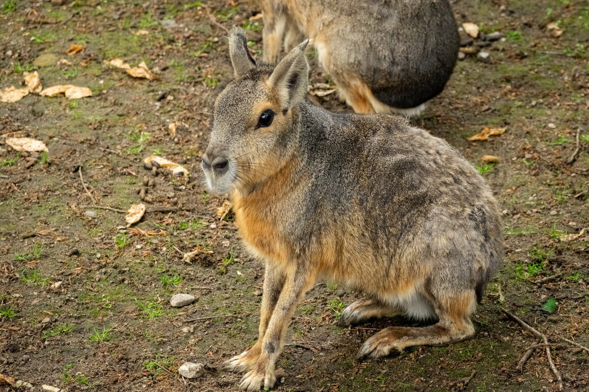 Этот странный заяц... - Николай Гирш Этот странный заяц... - Николай Гирш