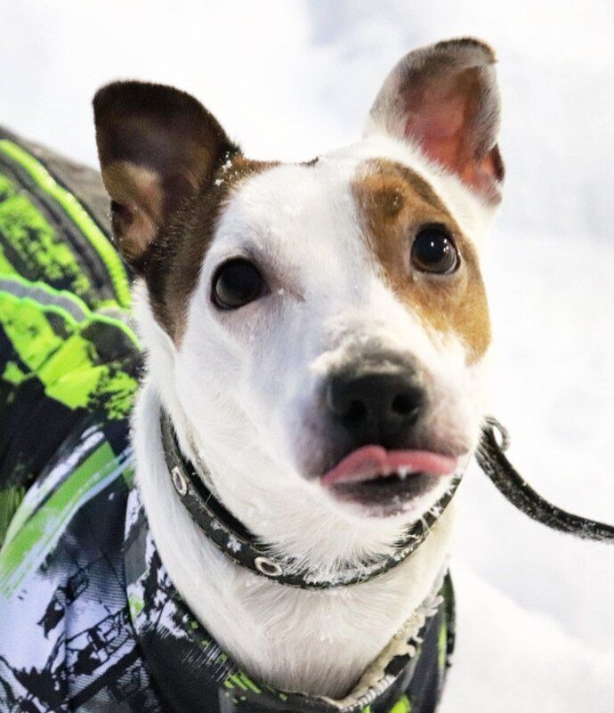 Фокс - Юлия Кучеренко