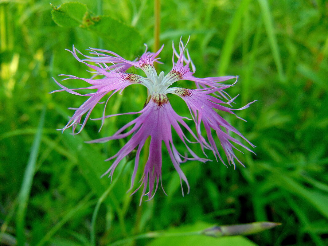 Ей ветер косы растрепал. - nadyasilyuk Вознюк