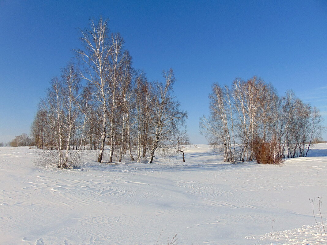 На покрывале белом от зимы. - nadyasilyuk Вознюк На покрывале белом от зимы. - nadyasilyuk Вознюк