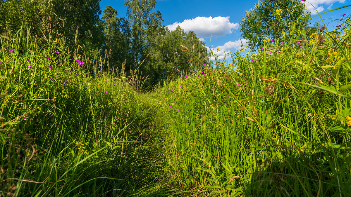 Июльский пейзаж - Владимир Лазарев