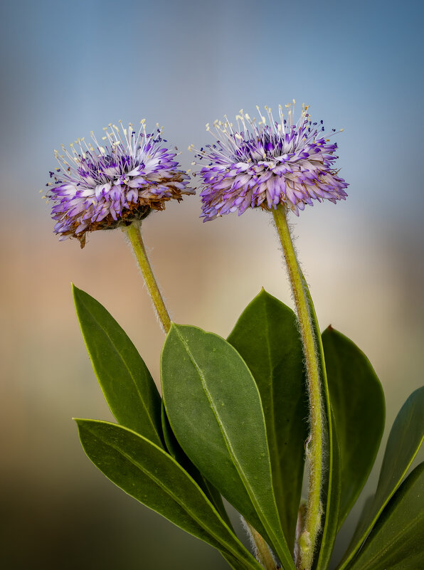 Глобулярия (Globularia) - Александр Григорьев