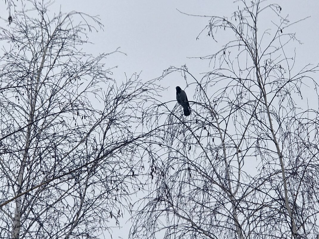 Январь - Андрей Хлопонин Январь - Андрей Хлопонин