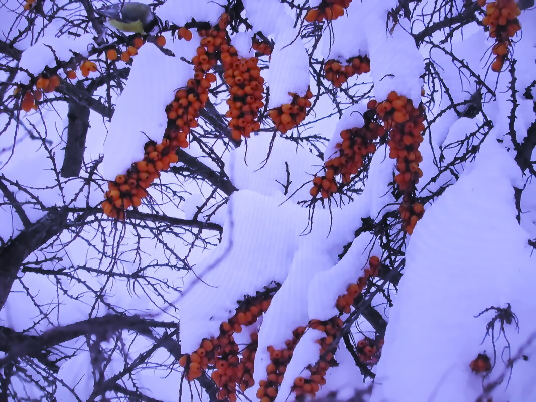 Не съели птички - Людмила Смородинская