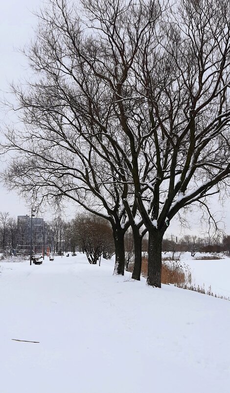 В зимнем парке - Наталья Герасимова