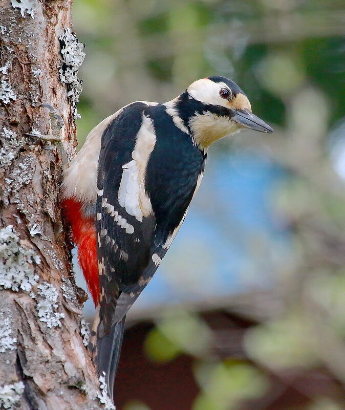 устремлённый гость... - Andrey Bragin устремлённый гость... - Andrey Bragin