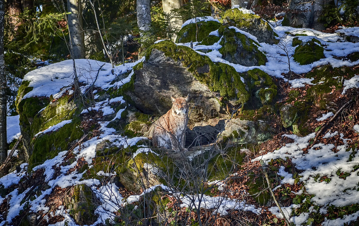 кошечка - Андроник Александр кошечка - Андроник Александр