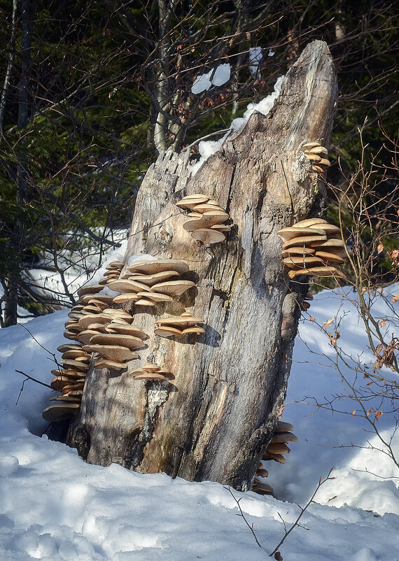 Вешенкой богат - Андроник Александр 