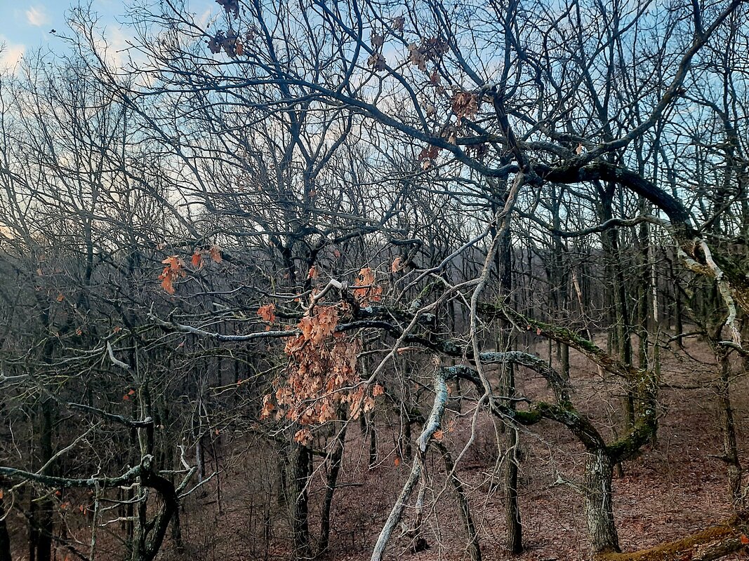 Сегодня в лесу - Сеня Белгородский