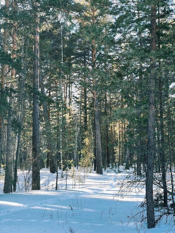 Зимний лес - Георгиевич 