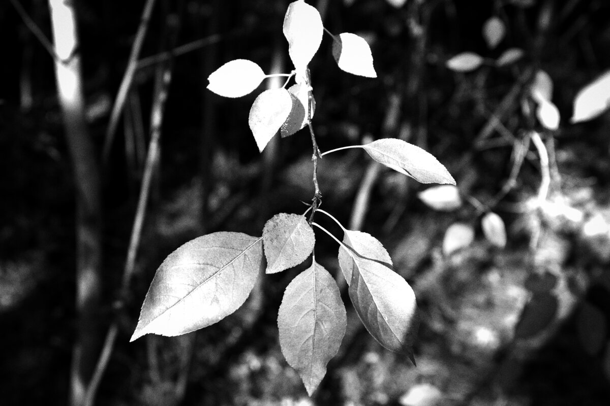 Название отсутствует - Денис Безногов Название отсутствует - Денис Безногов