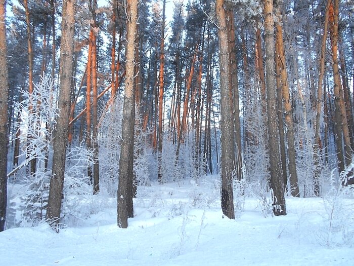 Снежное настроение - Елена 