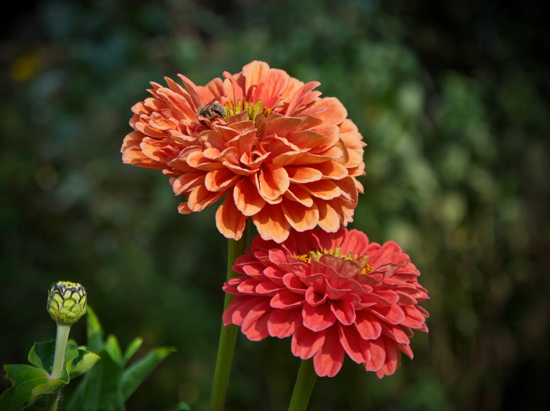 Циннии - lady v.ekaterina Циннии - lady v.ekaterina