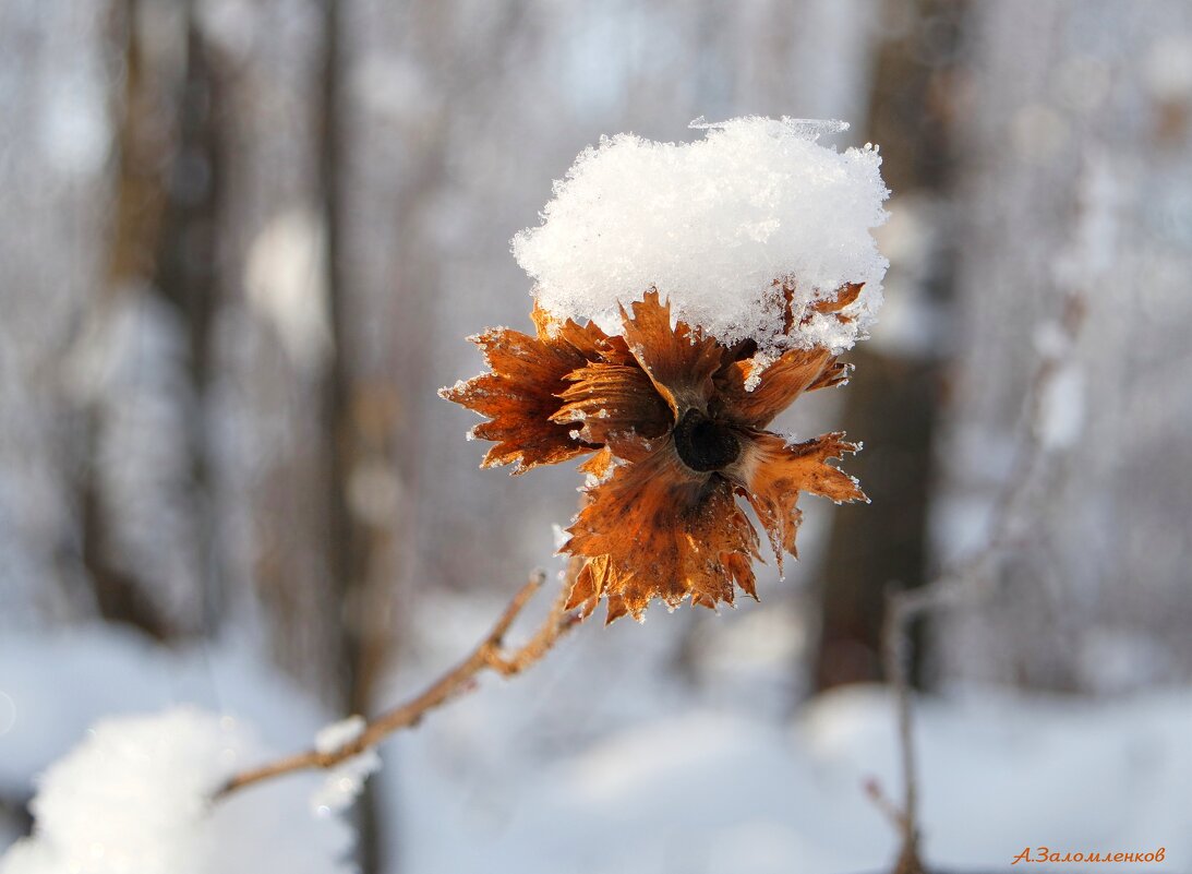 Зимы этюды... - Андрей Заломленков Зимы этюды... - Андрей Заломленков
