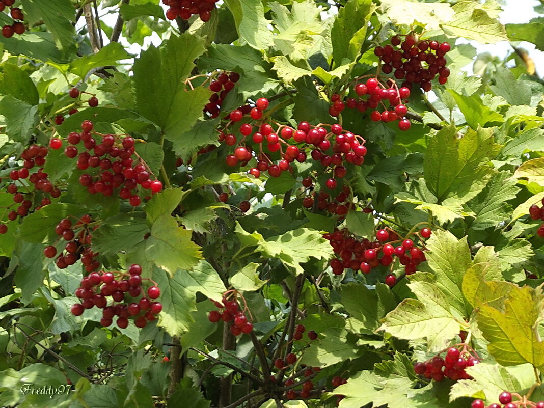 Калина - Freddy 97